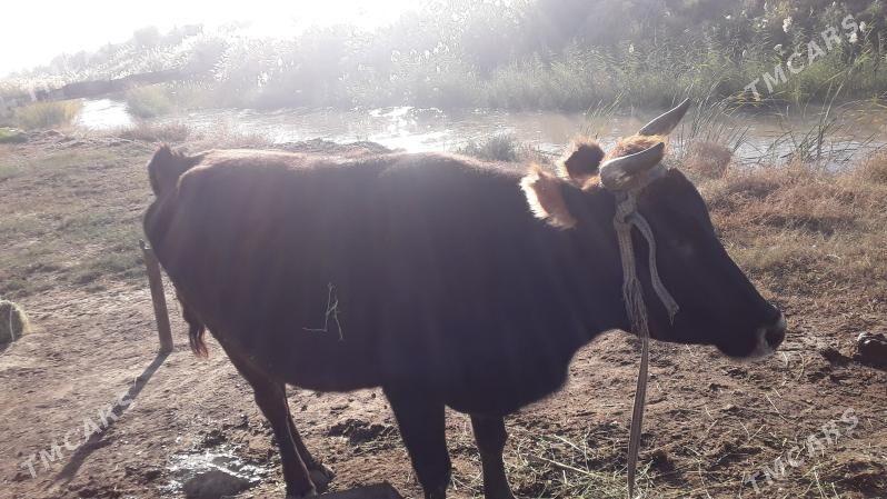 Sygyr - Sakarçäge - img 4