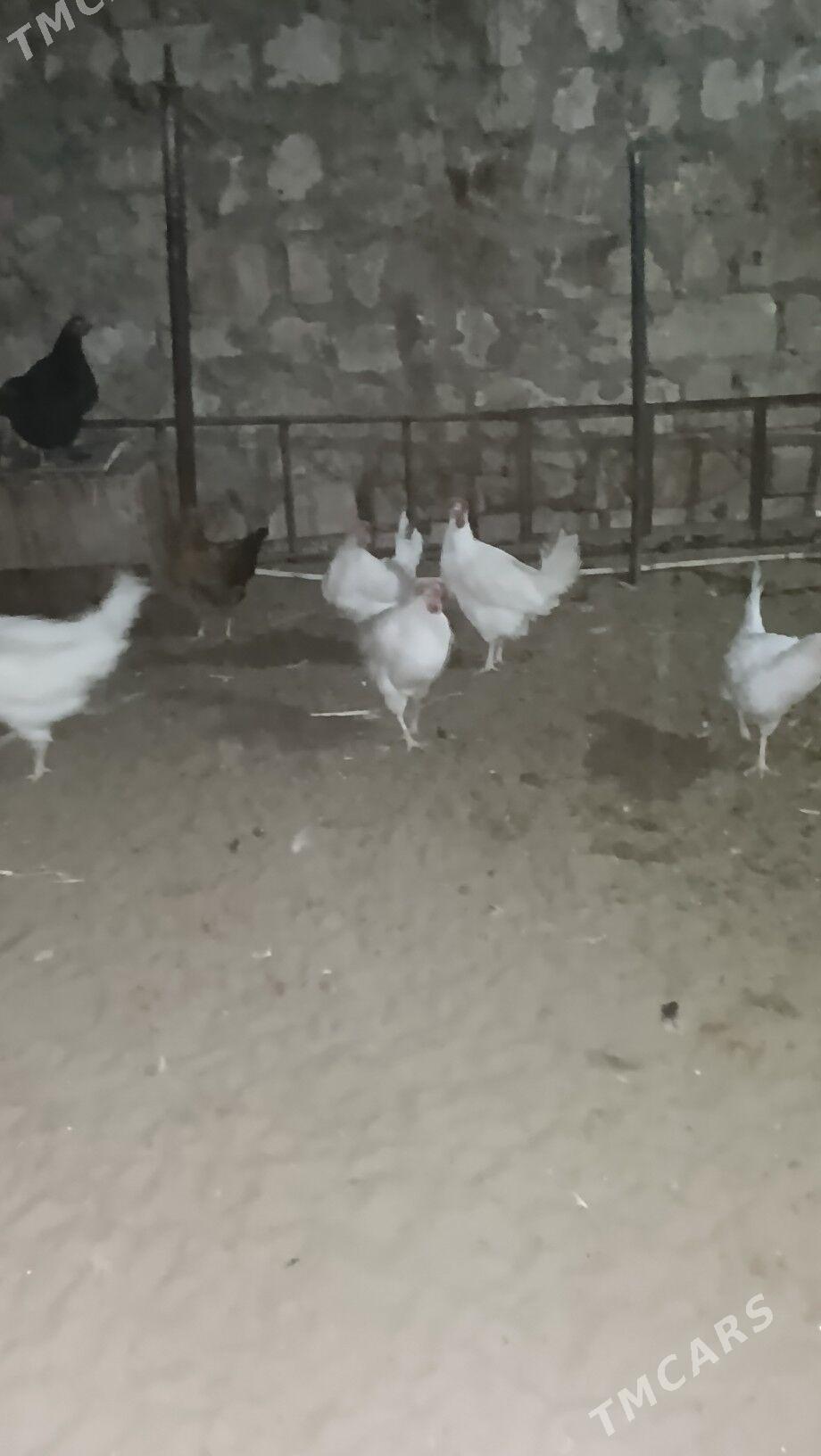 Towuk - Балканабат - img 4