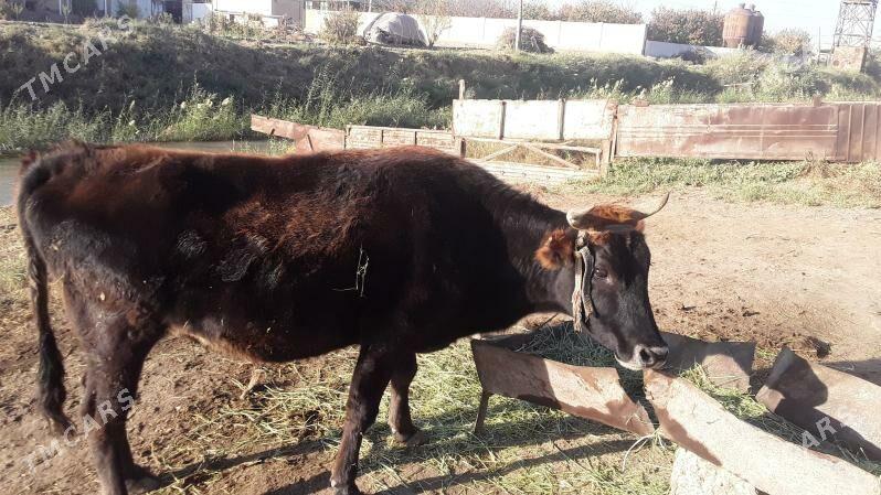 Sygyr - Sakarçäge - img 3