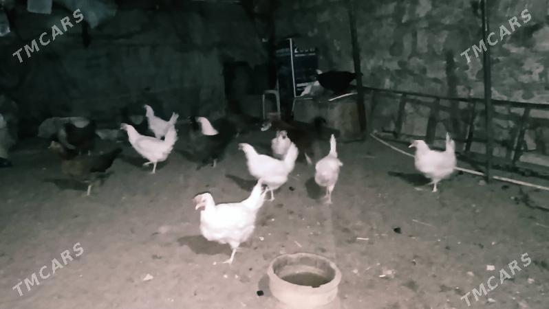 Towuk - Балканабат - img 2