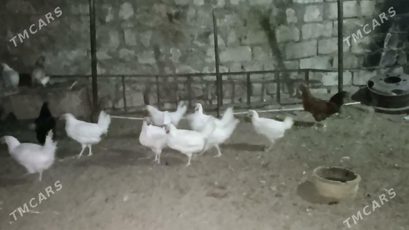 Towuk - Балканабат - img 5