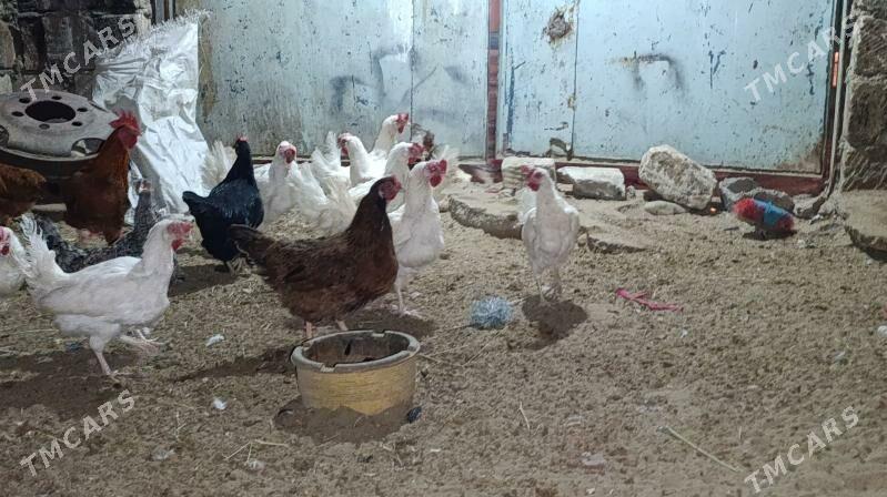 Towuk - Балканабат - img 6