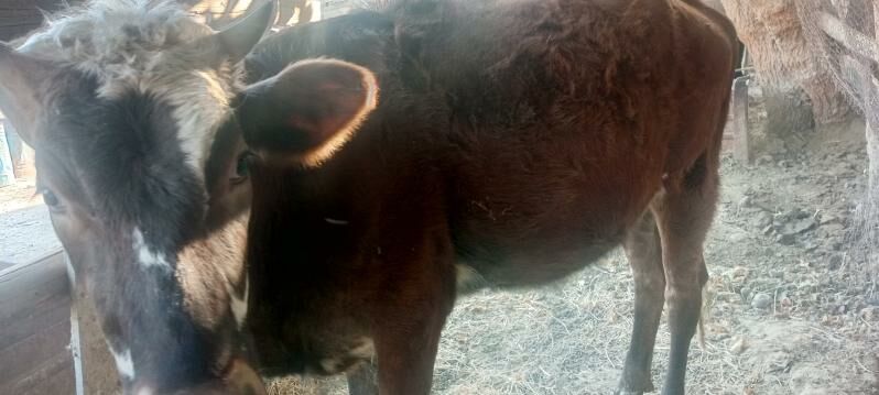 SYGYR TOHUM MAL - Büzmeýin - img 4