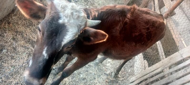 SYGYR TOHUM MAL - Büzmeýin - img 5