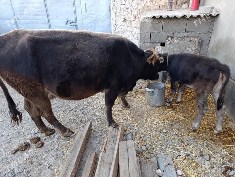 goleli sygyr - Gyzylarbat - img 2