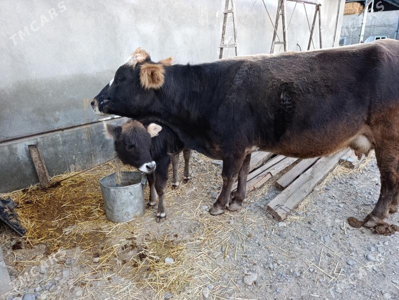 goleli sygyr - Gyzylarbat - img 3