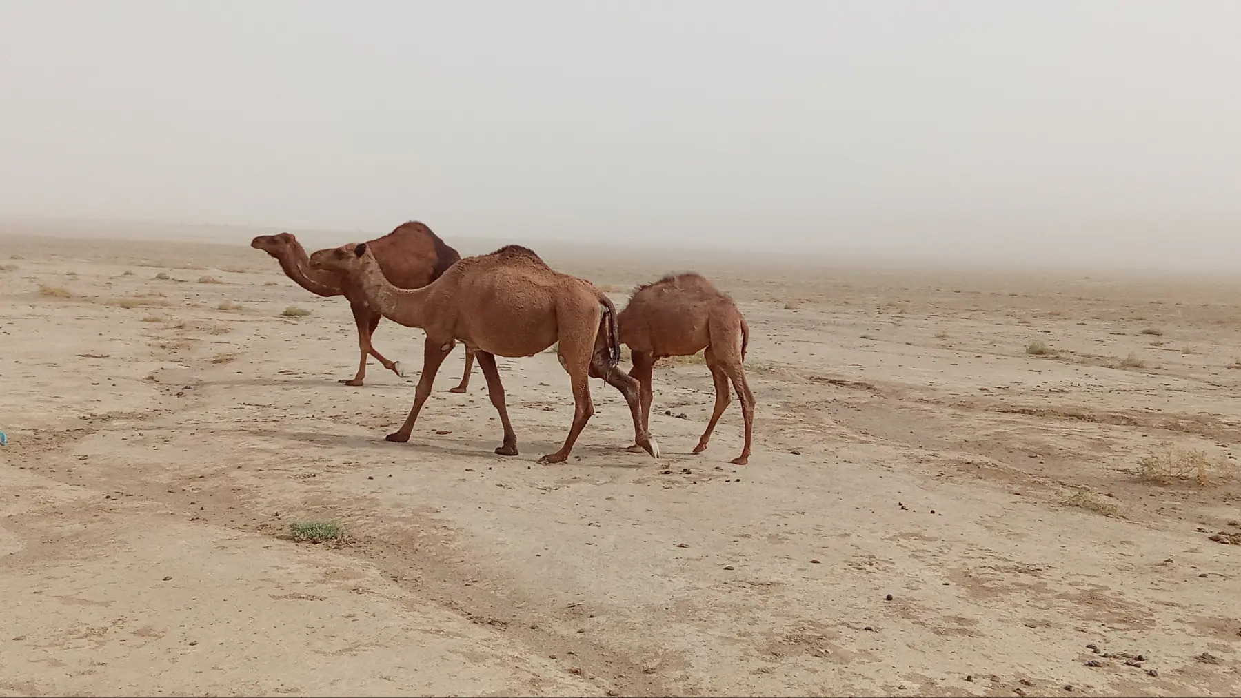 Kosekli duye - Балканабат - img 4