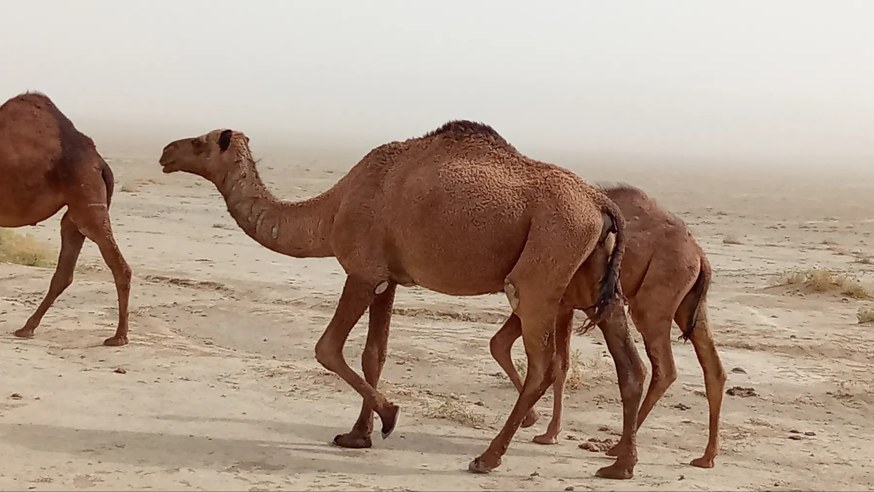 Kosekli duye - Балканабат - img 3