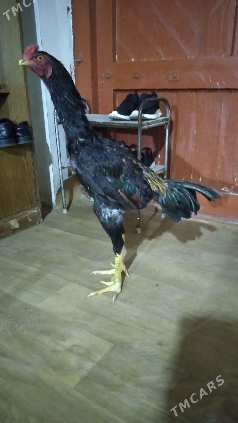 ozbek juje - Daşoguz - img 6