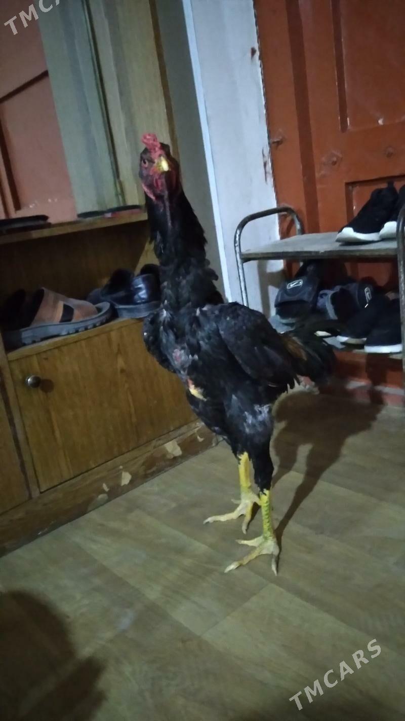 ozbek juje - Daşoguz - img 4