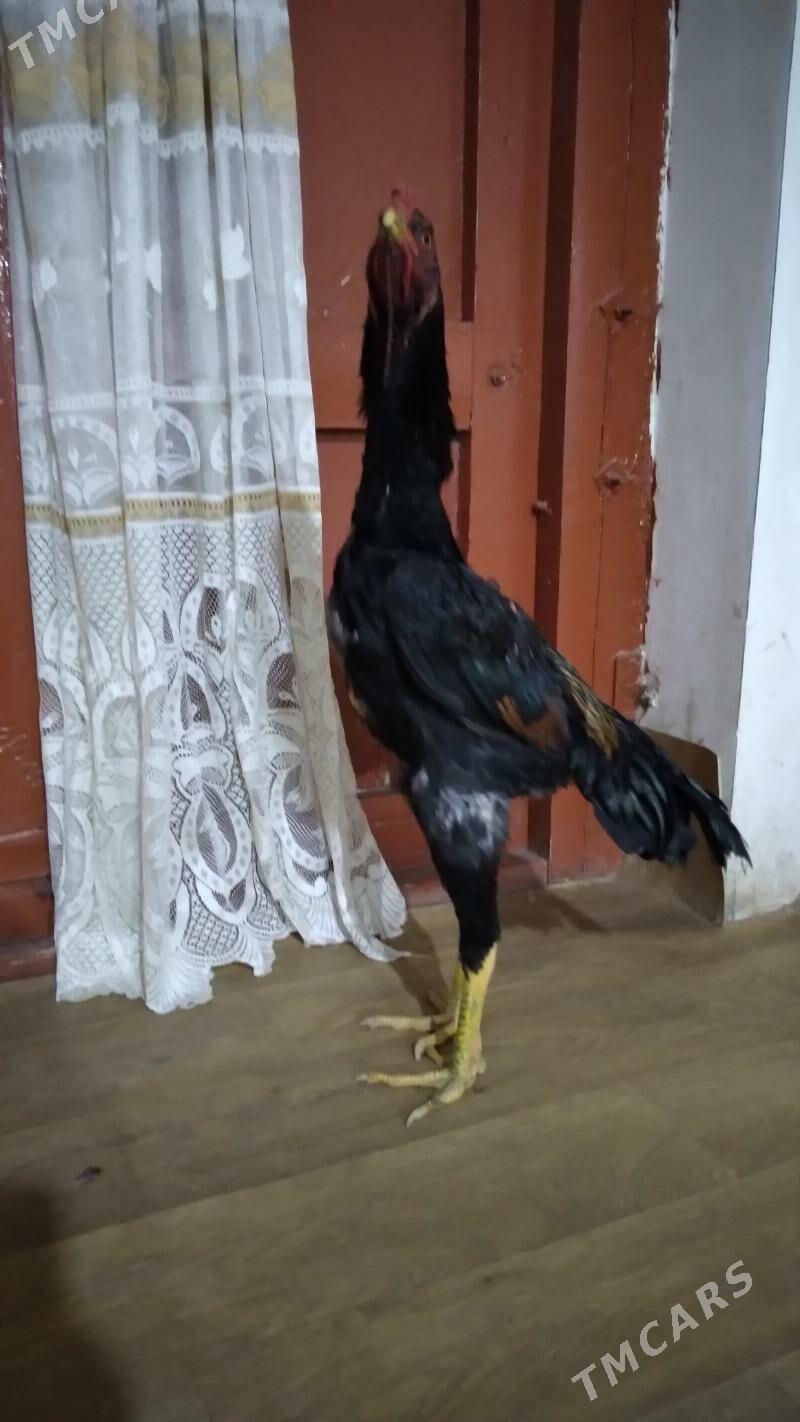 ozbek juje - Daşoguz - img 2