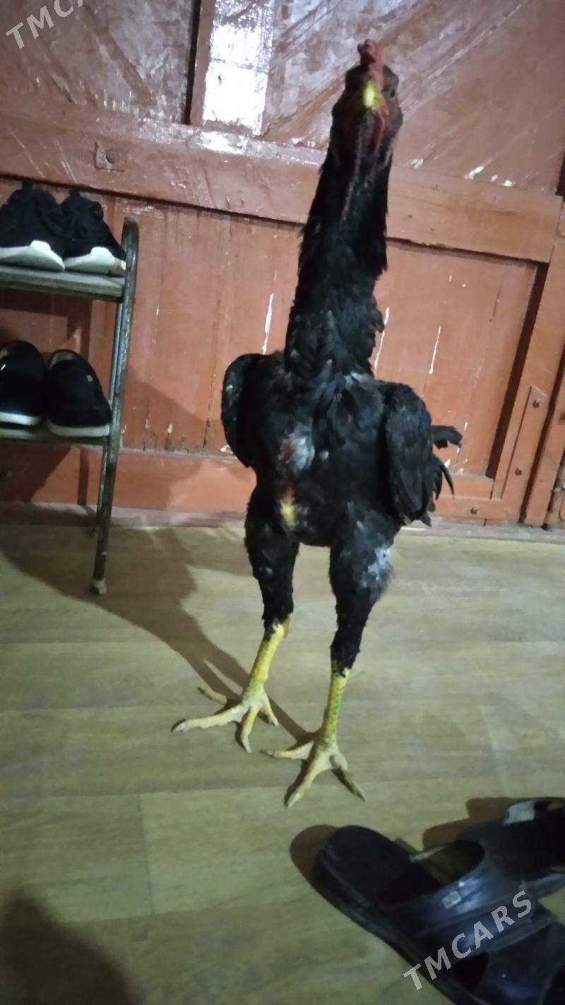 ozbek juje - Daşoguz - img 3