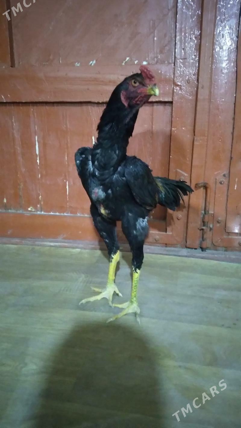 ozbek juje - Daşoguz - img 5