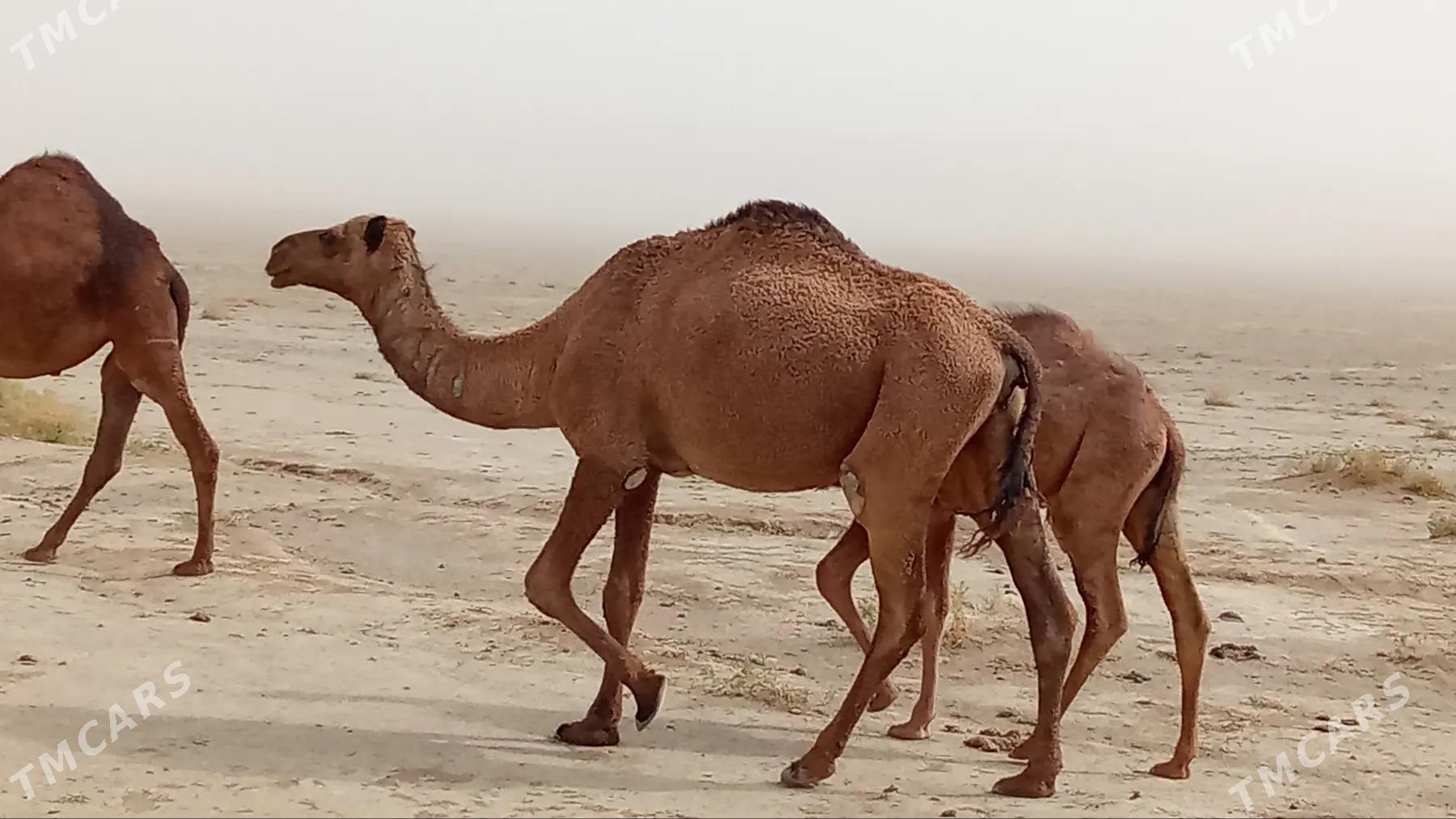 Kosekli duye - Балканабат - img 2