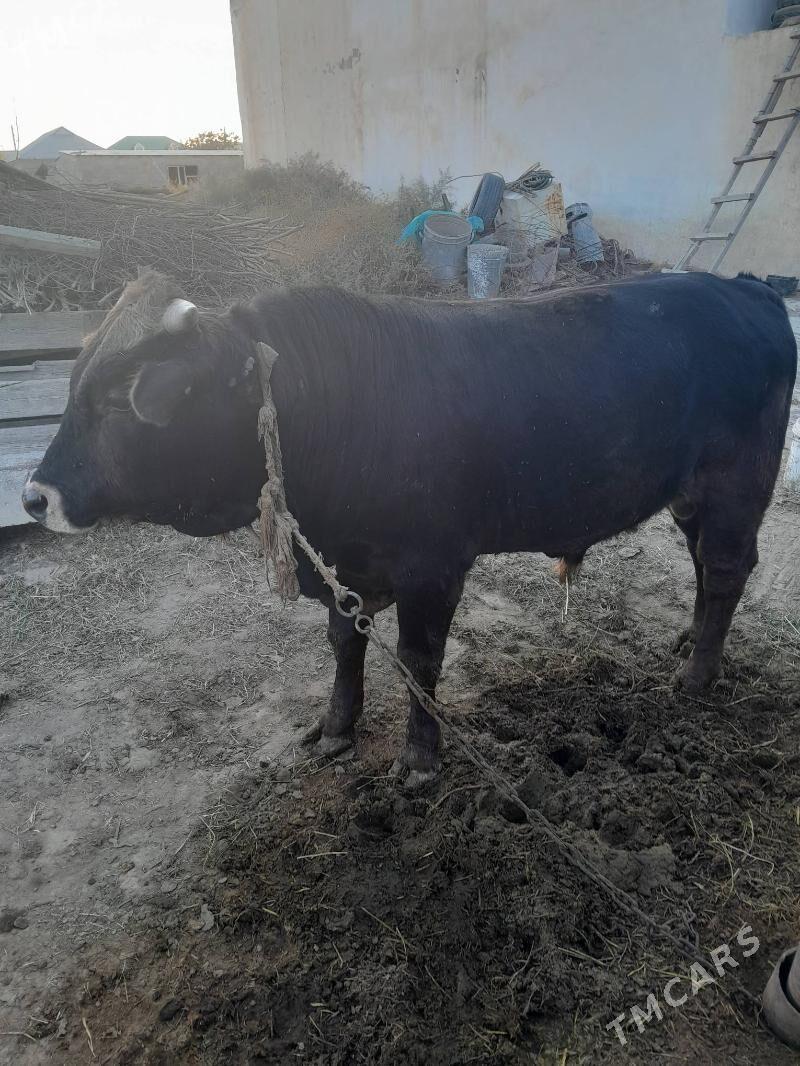 Öküz - Gökdepe - img 6