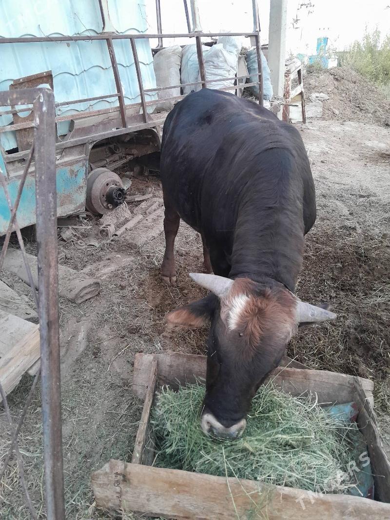 Öküz - Gökdepe - img 4