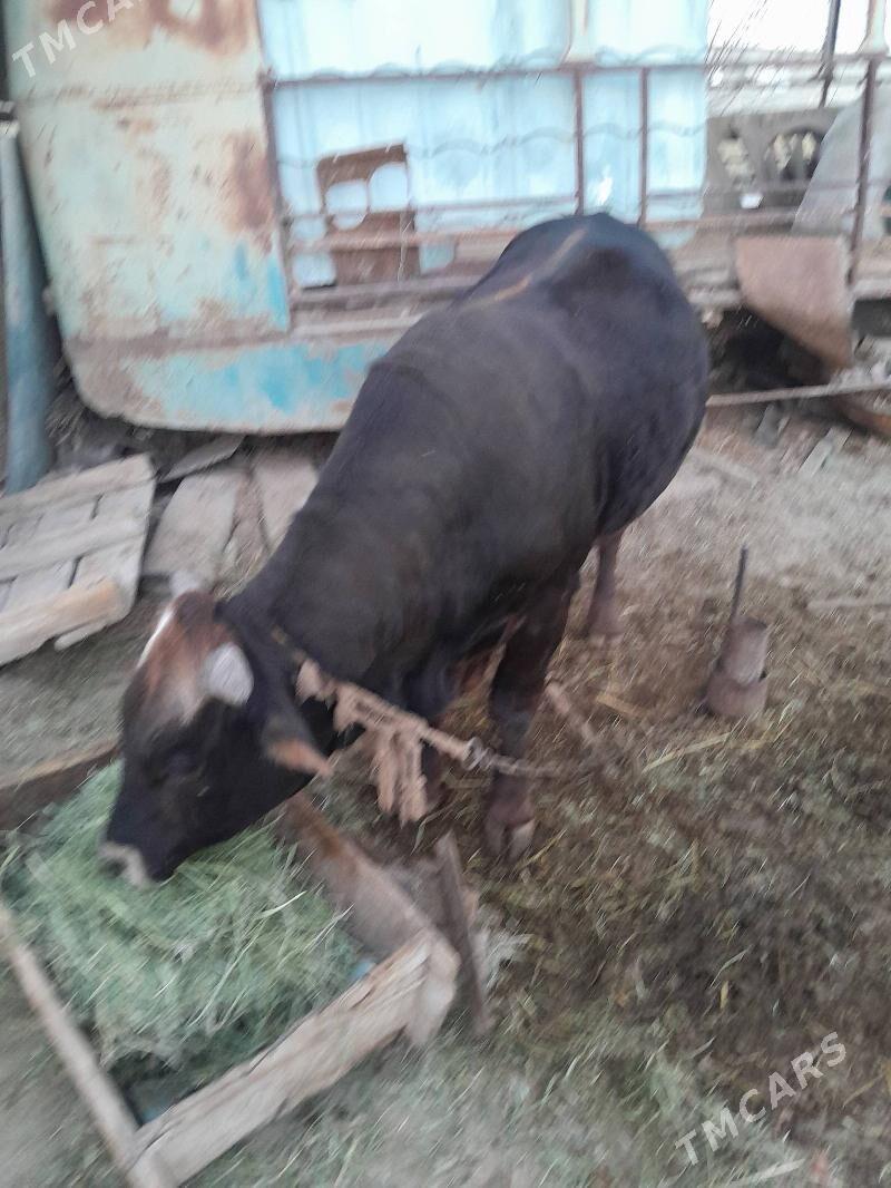 Öküz - Gökdepe - img 5