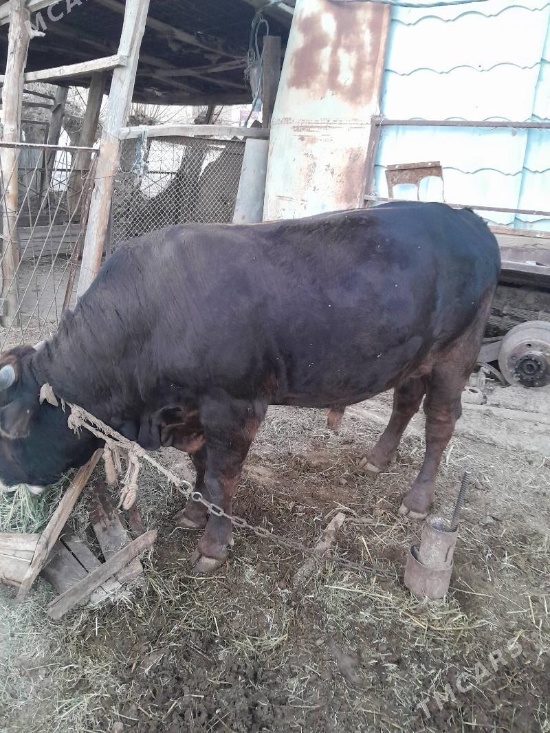 Öküz - Gökdepe - img 2