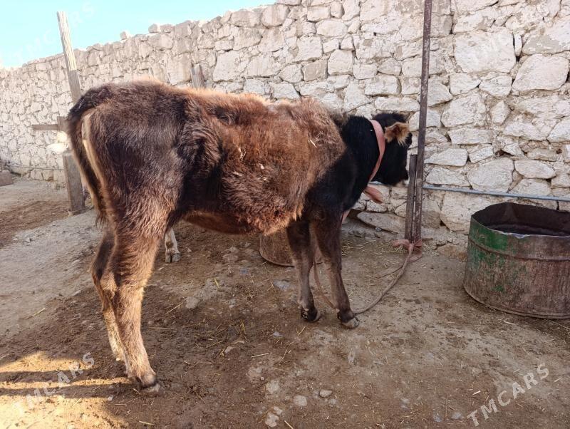 gacar tuwe - Gyzylarbat - img 3