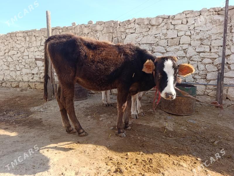 gacar tuwe - Gyzylarbat - img 4