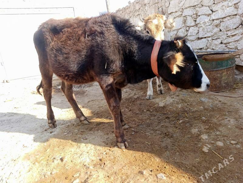 gacar tuwe - Gyzylarbat - img 2