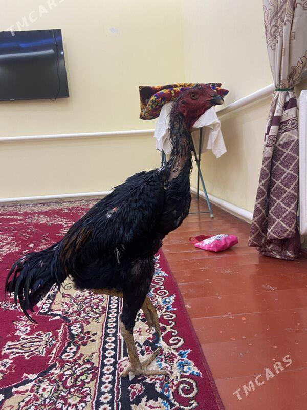 horaz - Şabat etr. - img 2