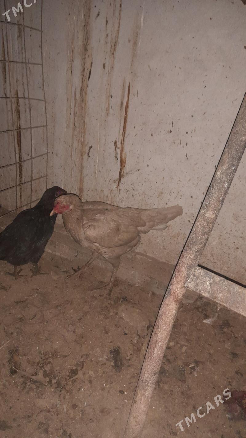 ak baýsowy towuk - Türkmenabat - img 2