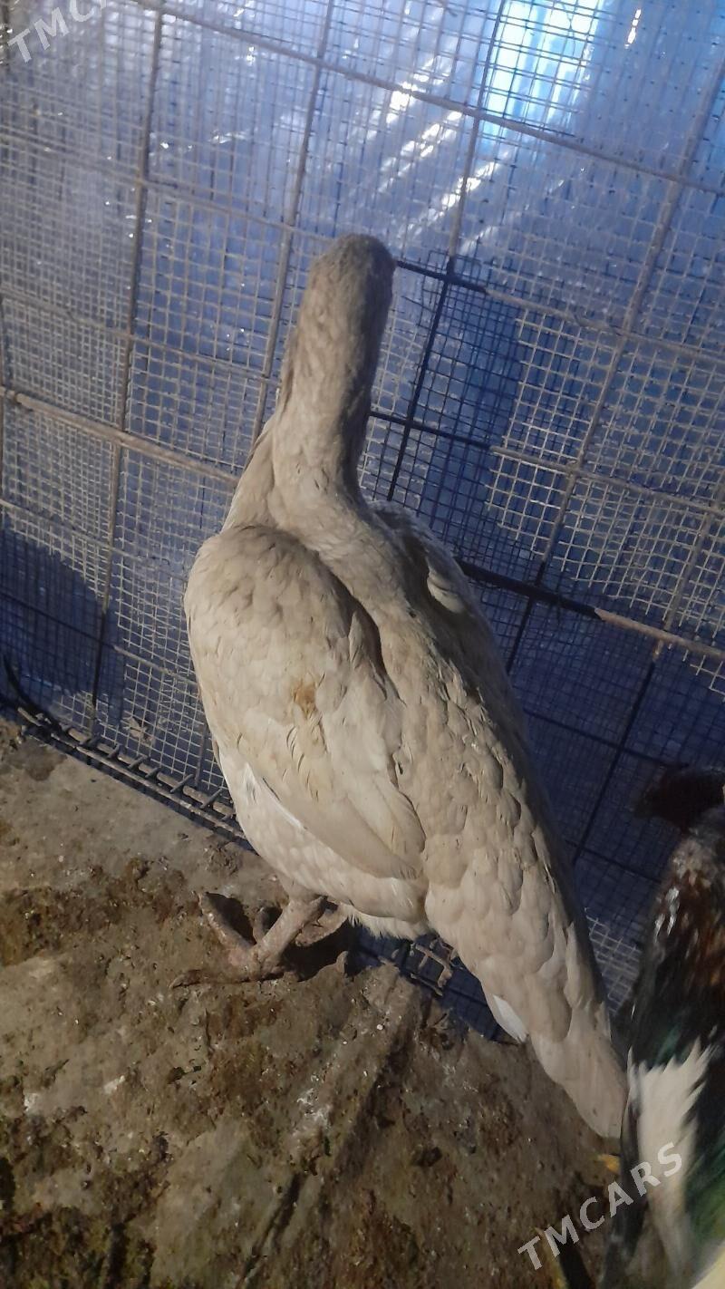 ak baýsowy towuk - Türkmenabat - img 3