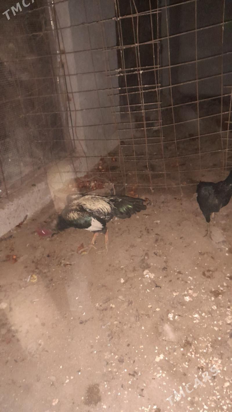 baýsowy horaz - Türkmenabat - img 3