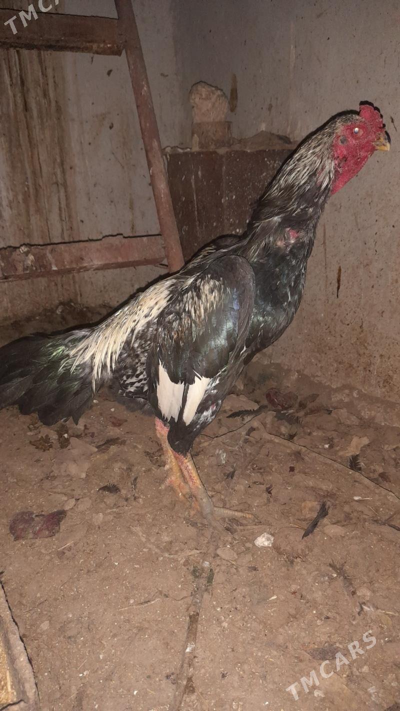 baýsowy horaz - Türkmenabat - img 2