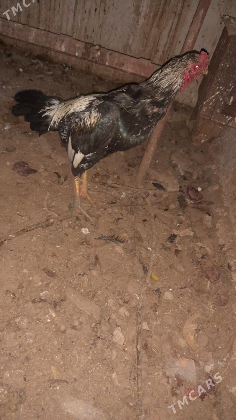 baýsowy horaz - Türkmenabat - img 4