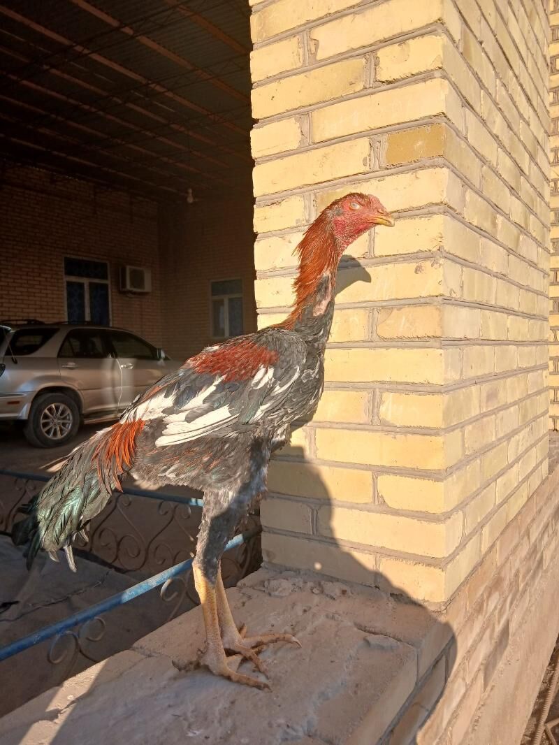 Baysov - Dänew - img 2