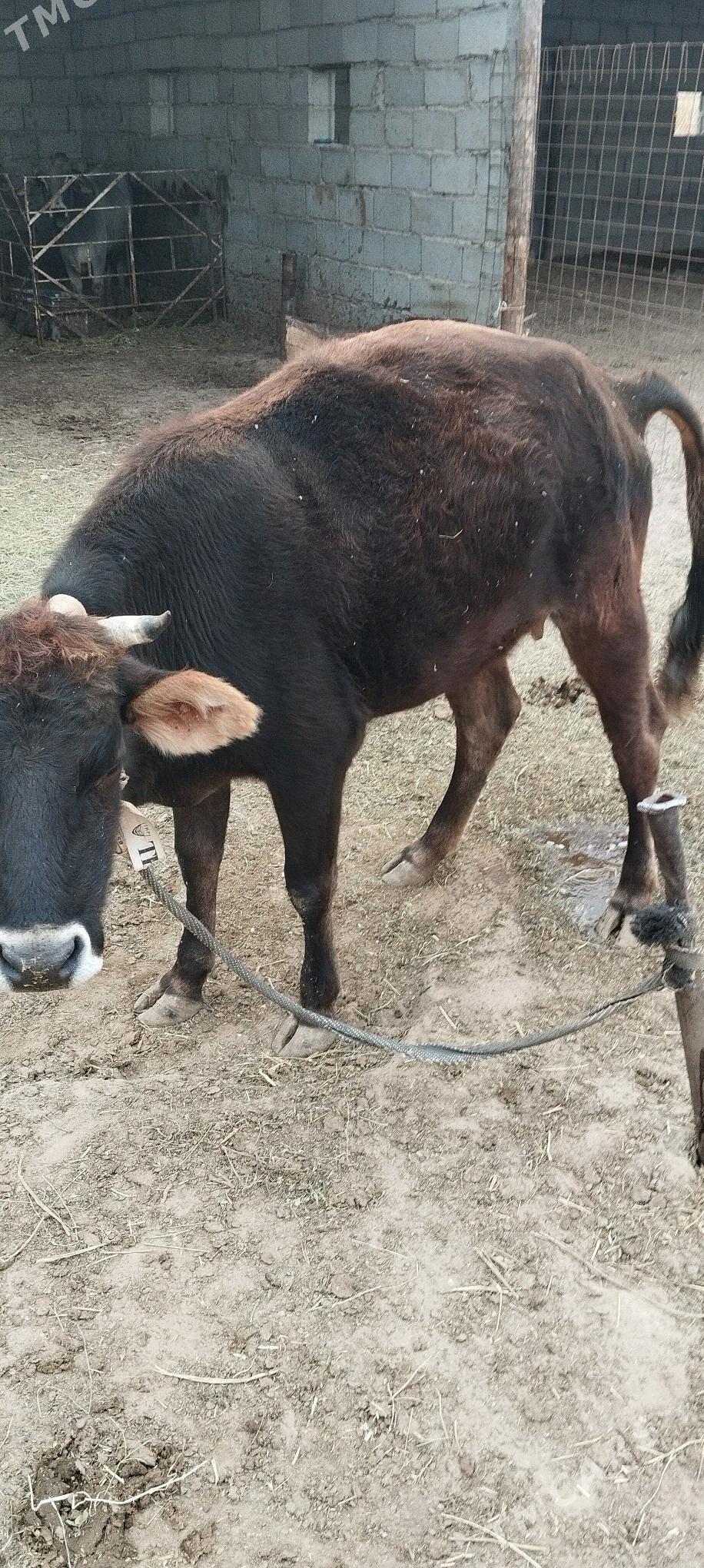 TUVE 6 AY BOGOZ GYSSAGLY - Aşgabat - img 2