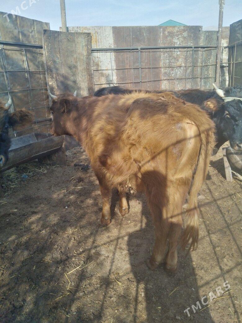 Öküzceler - Балканабат - img 1