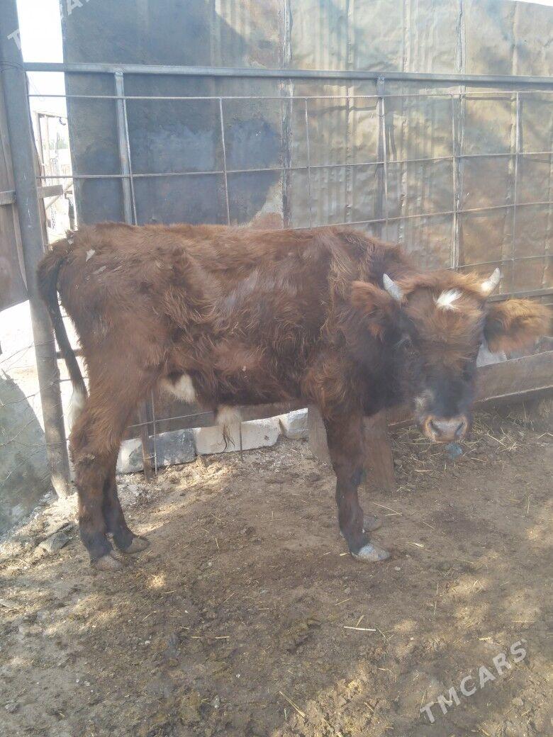 Öküzceler - Балканабат - img 4