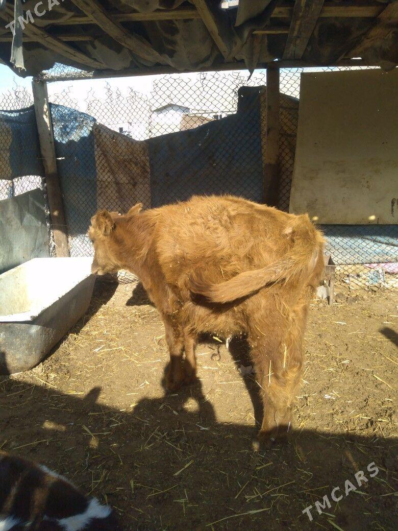 Öküzceler - Балканабат - img 6