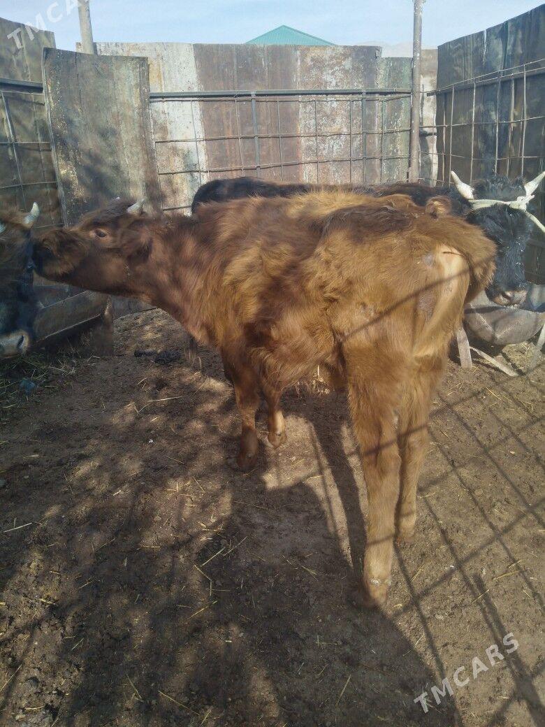 Öküzceler - Балканабат - img 2