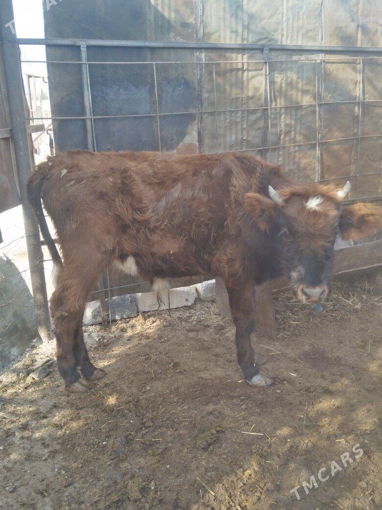 Öküzceler - Балканабат - img 3