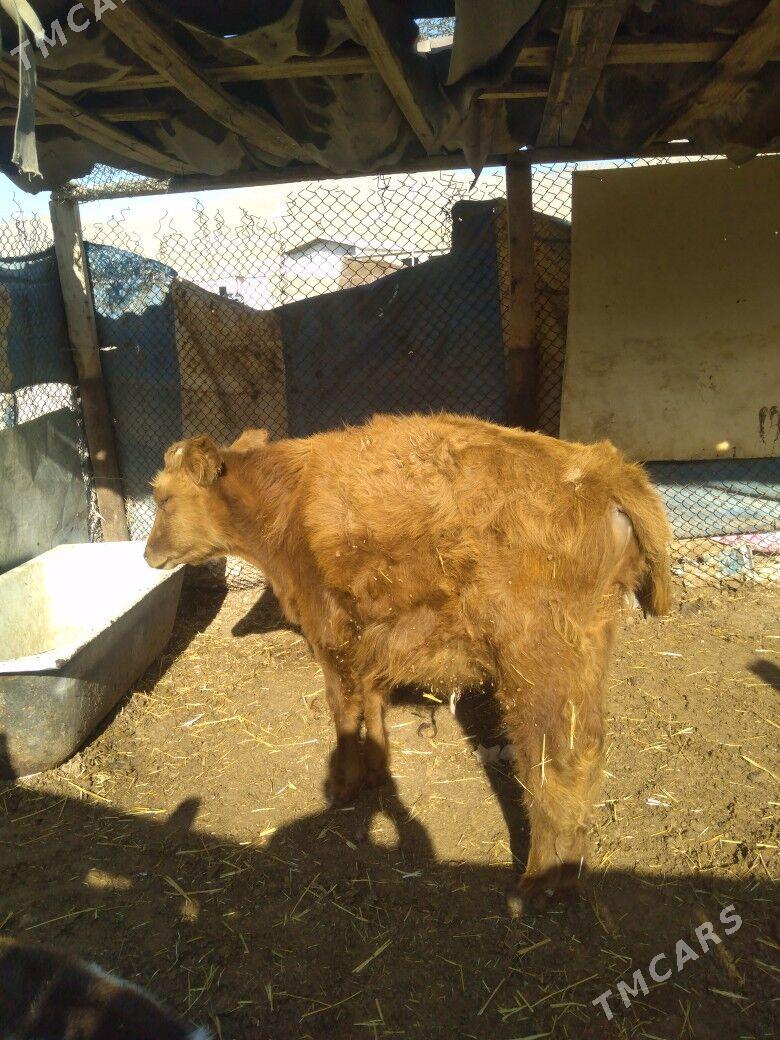 Öküzceler - Балканабат - img 5