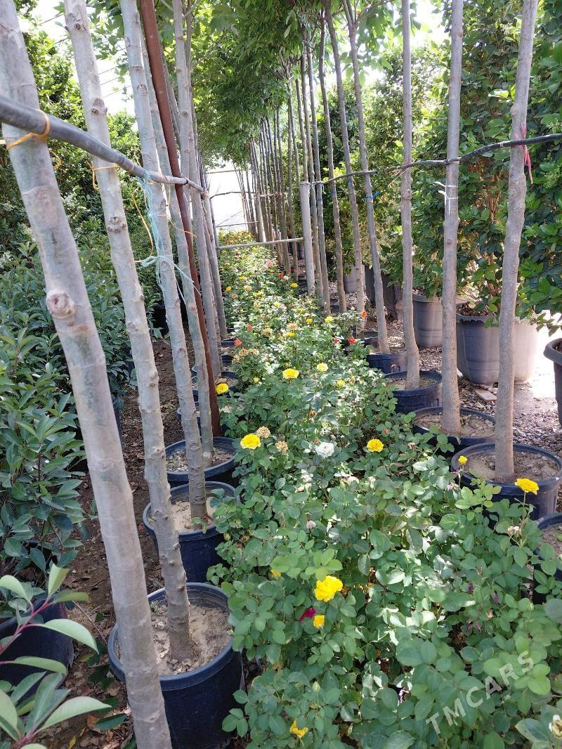 iș gerek - Arkadag - img 6