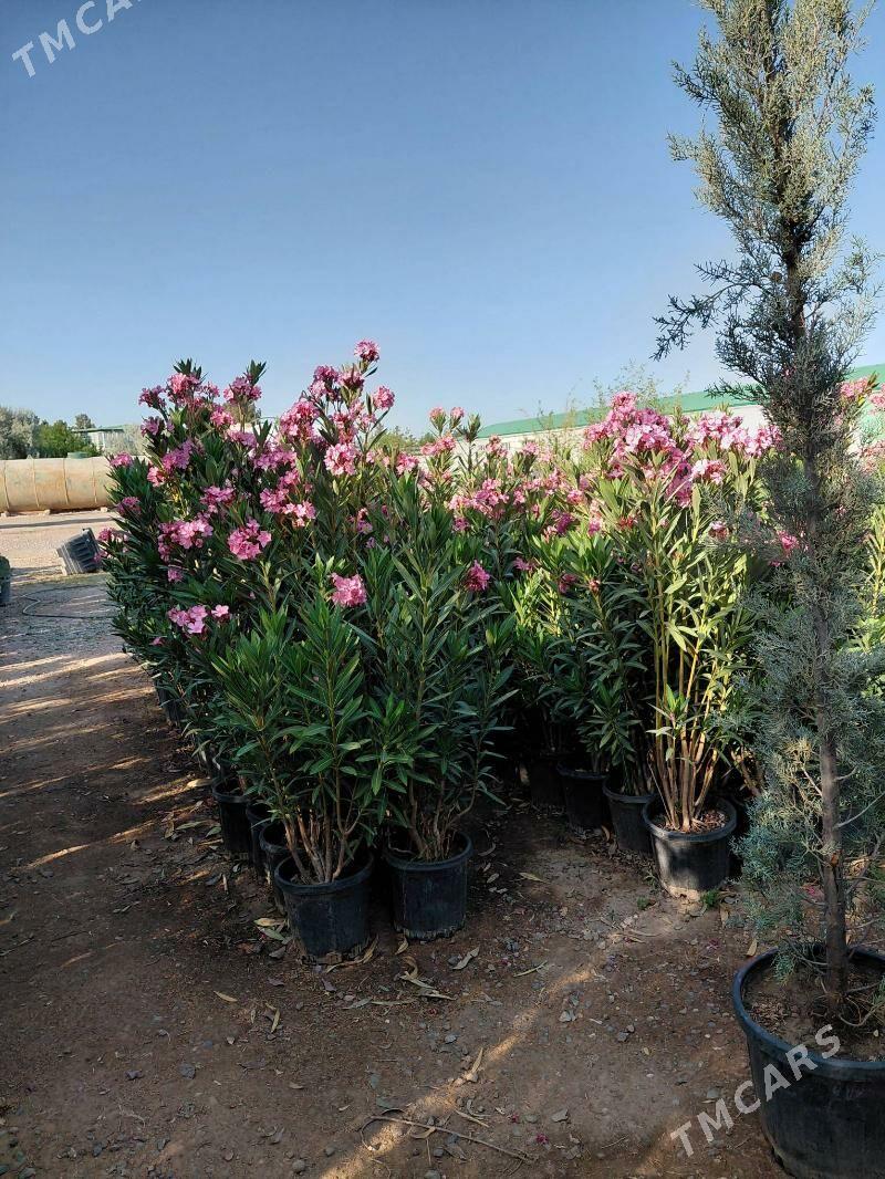 iș gerek - Arkadag - img 4