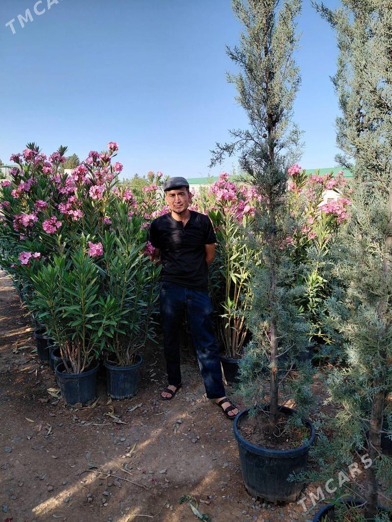 iș gerek - Arkadag - img 2