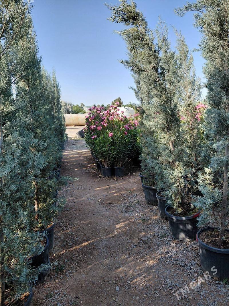 iș gerek - Arkadag - img 3