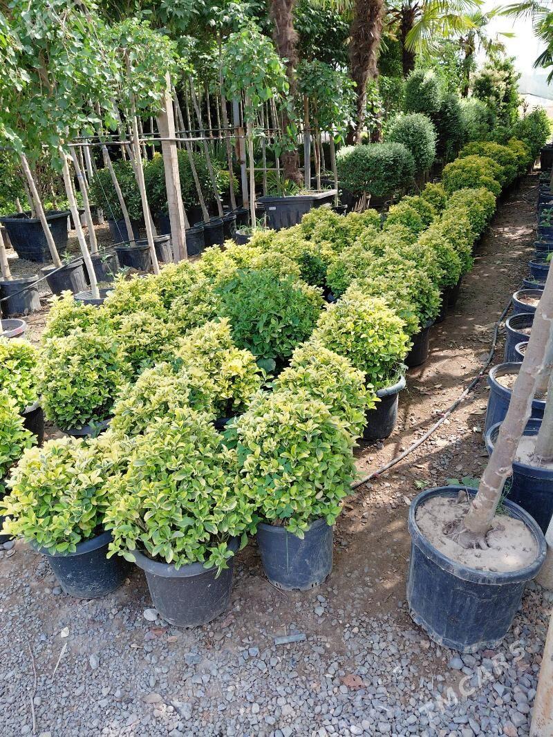 iș gerek - Arkadag - img 5