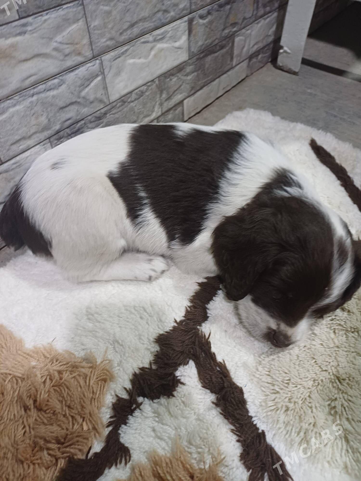 щенок Спаниель девочка - Ашхабад - img 2