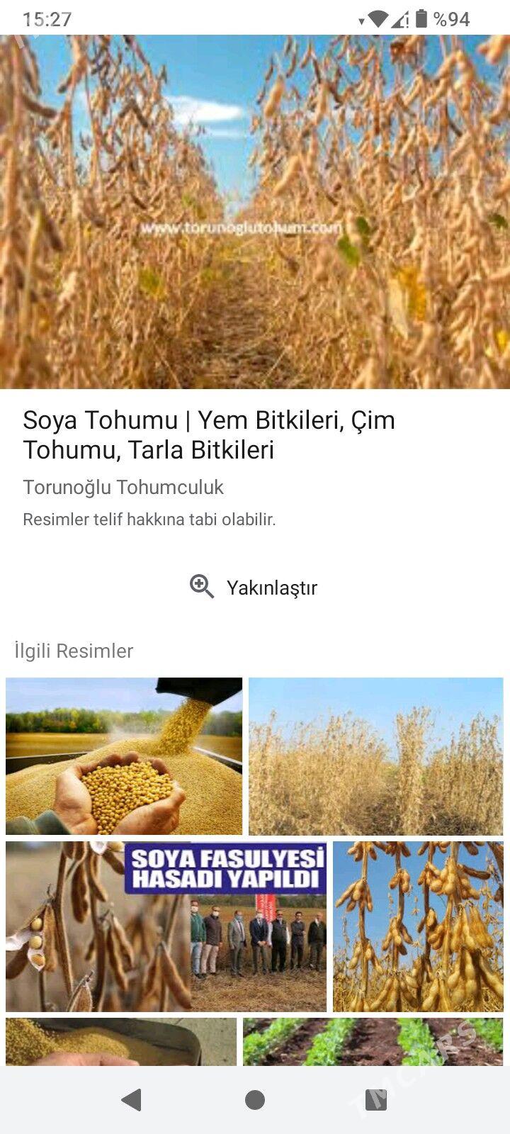 soya - Türkmengala - img 3