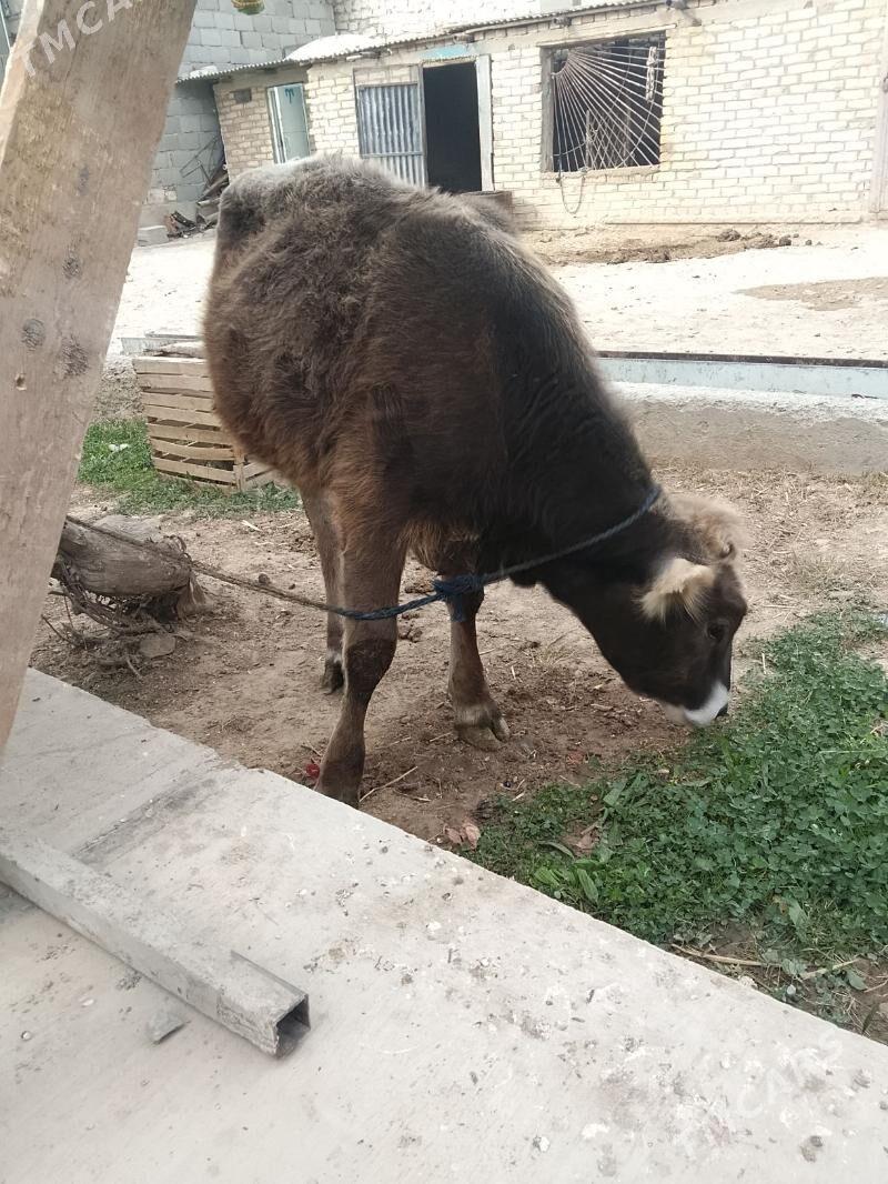 tuwe - Gyzylarbat - img 1