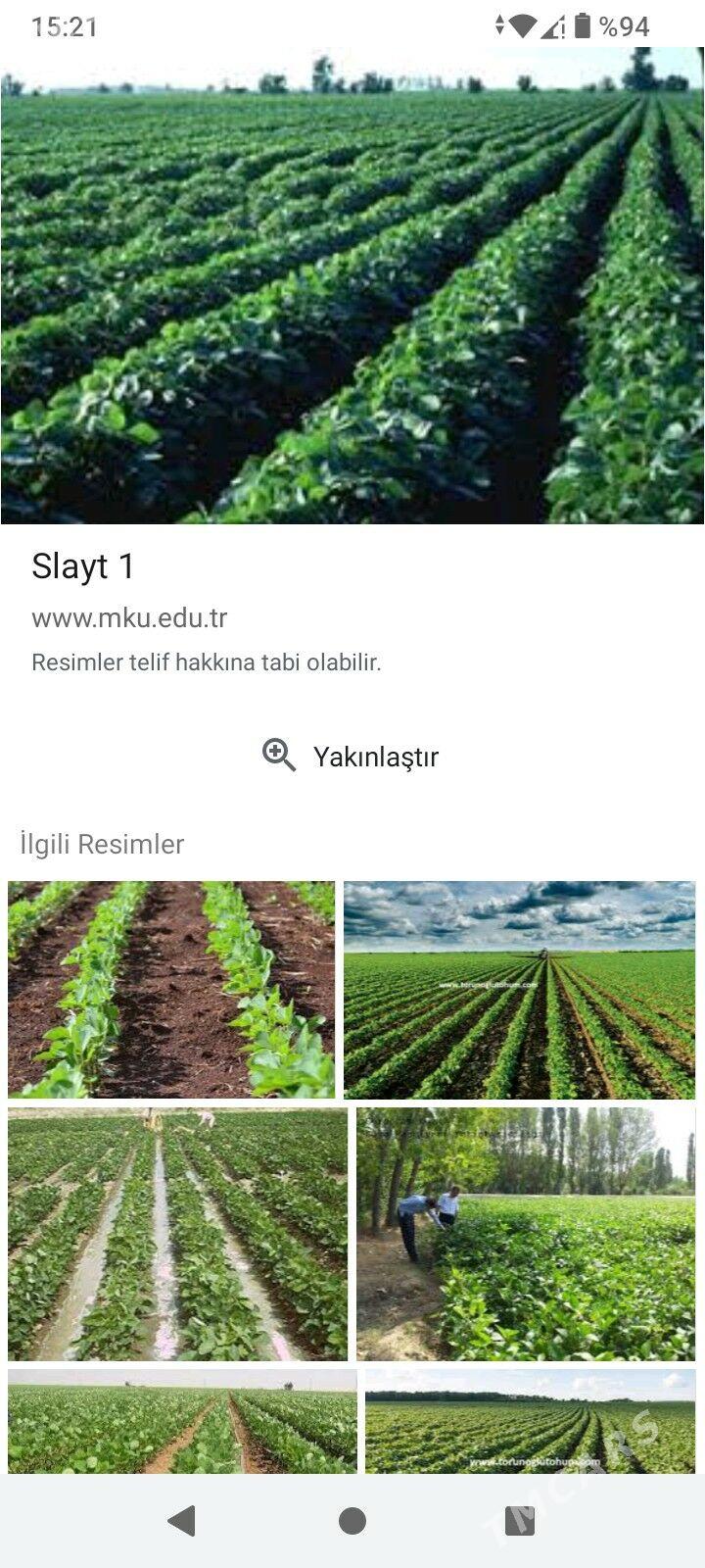 soya - Türkmengala - img 2