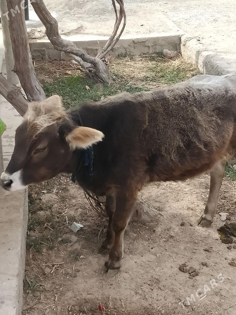 tuwe - Gyzylarbat - img 2