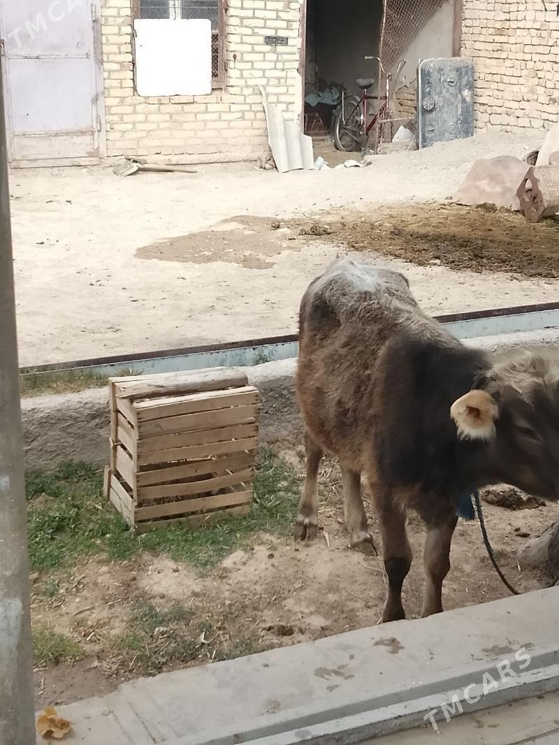 tuwe - Gyzylarbat - img 4